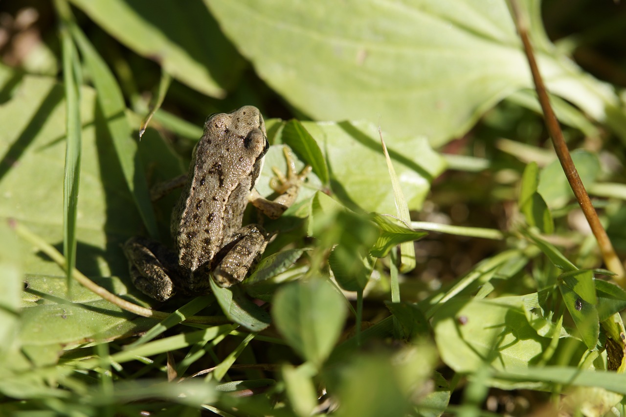 frog toad leaves free photo