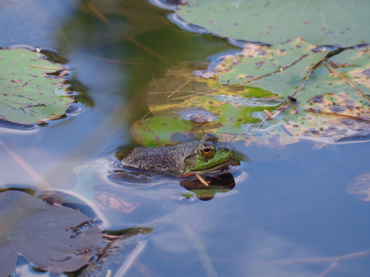 frog pond animal free photo