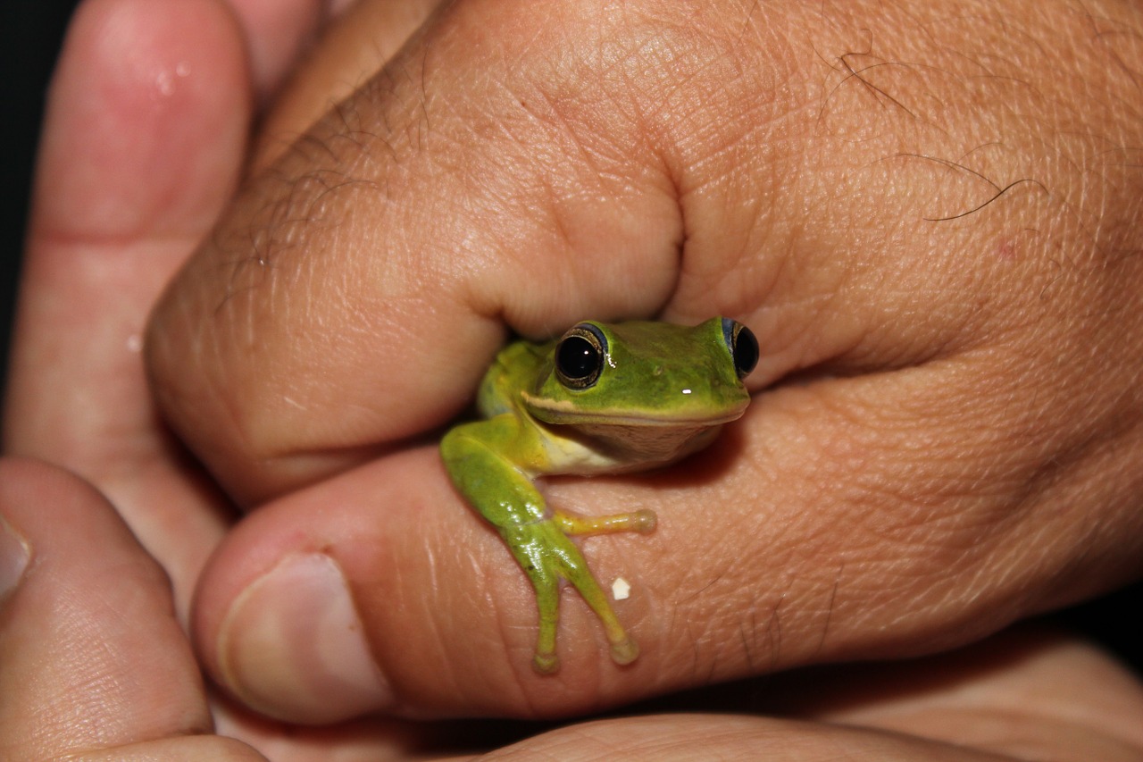 frog nature wildlife free photo