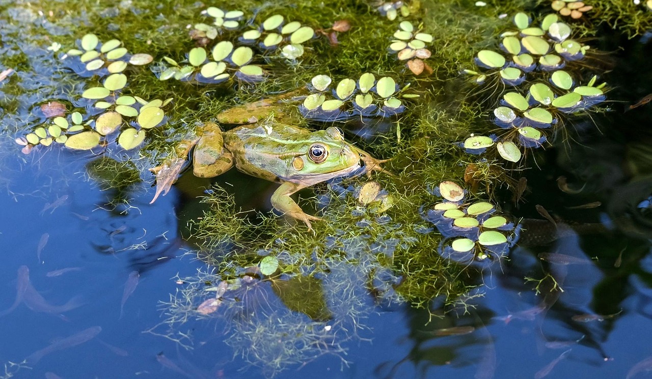 frog water frog green free photo