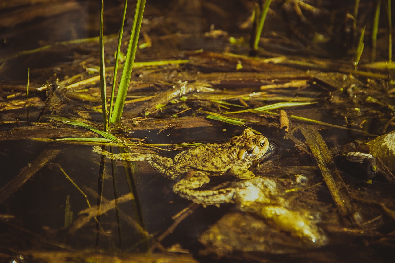 frog water green free photo