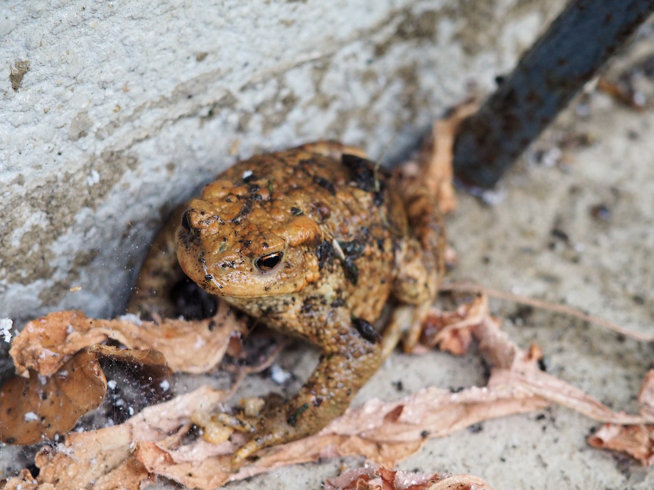 frog brown toad free photo