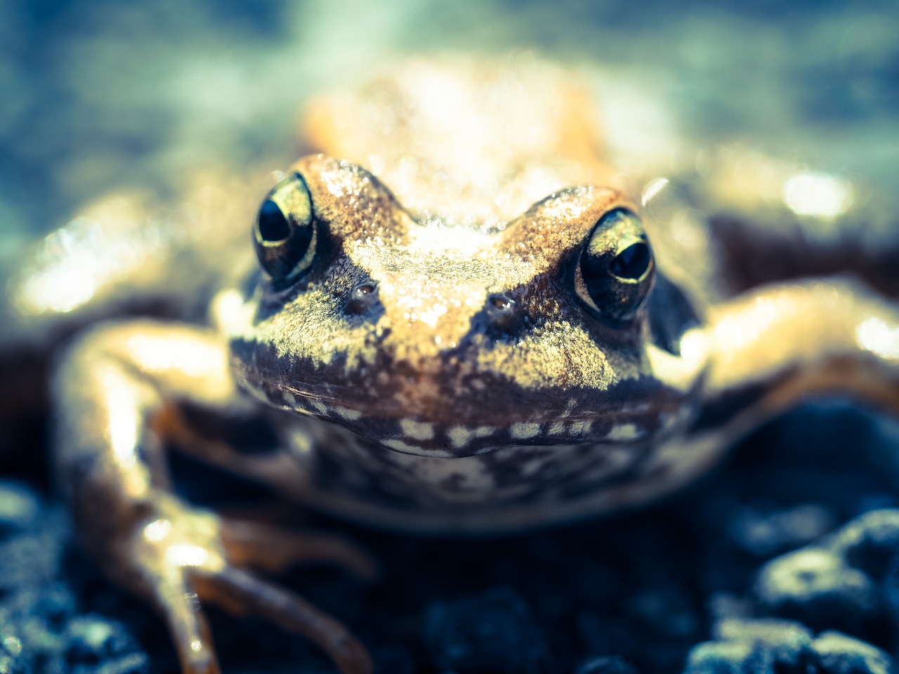frog nature toad free photo