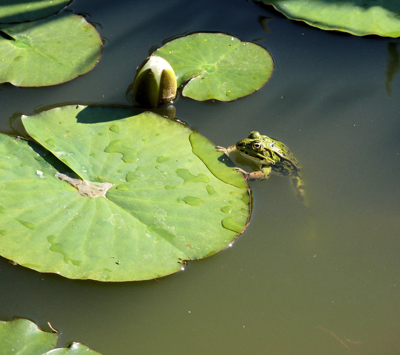 frog pond green free photo