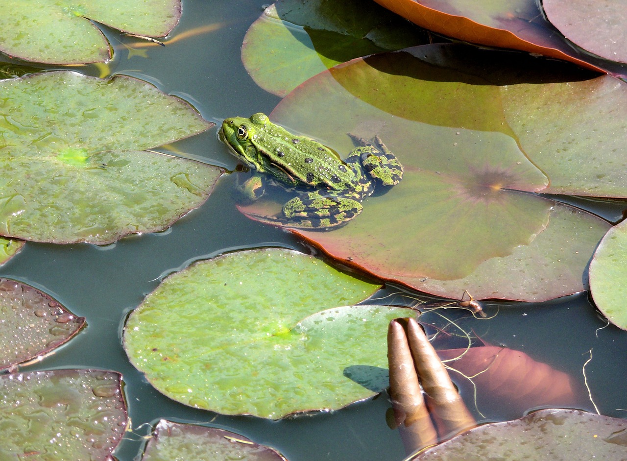 frog pond green free photo