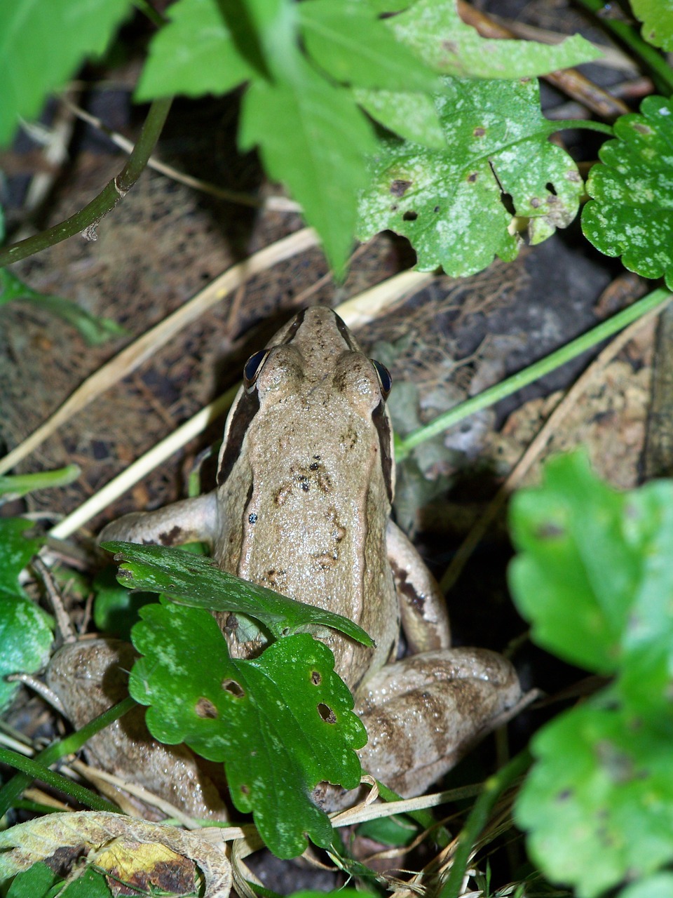 frog macro pond free photo