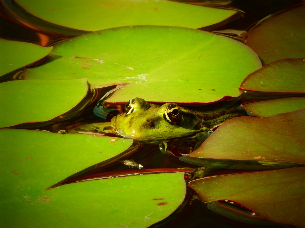 frog amphibian macro free photo