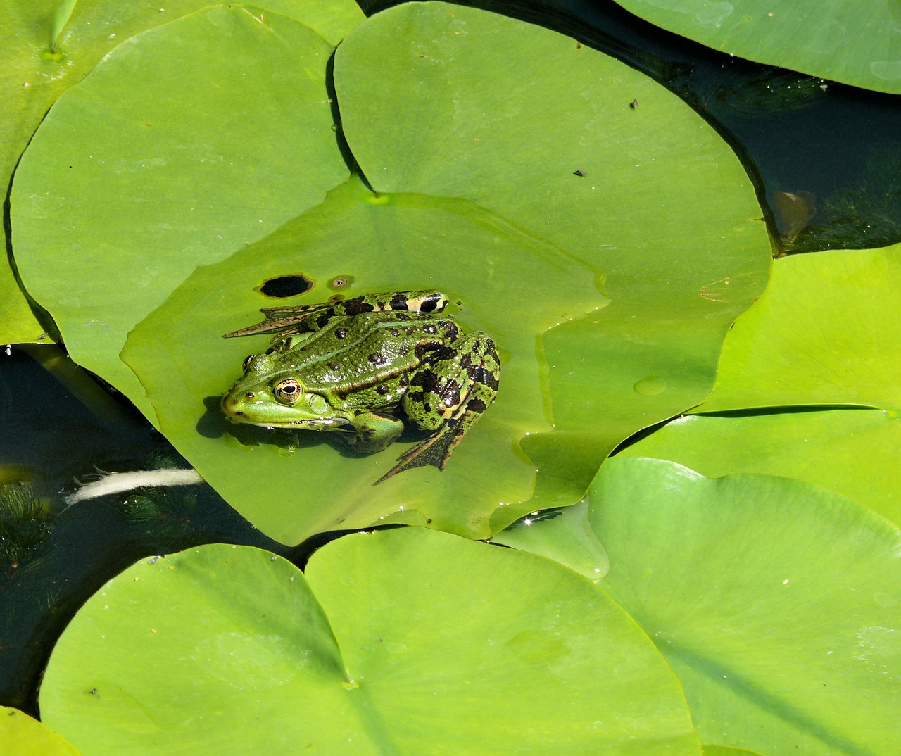frog lily leaf pond free photo