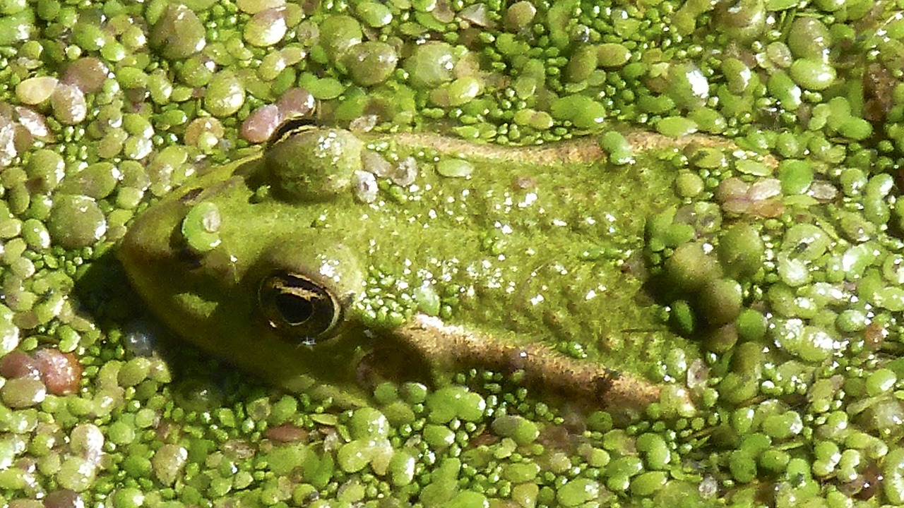 frog toad nature free photo