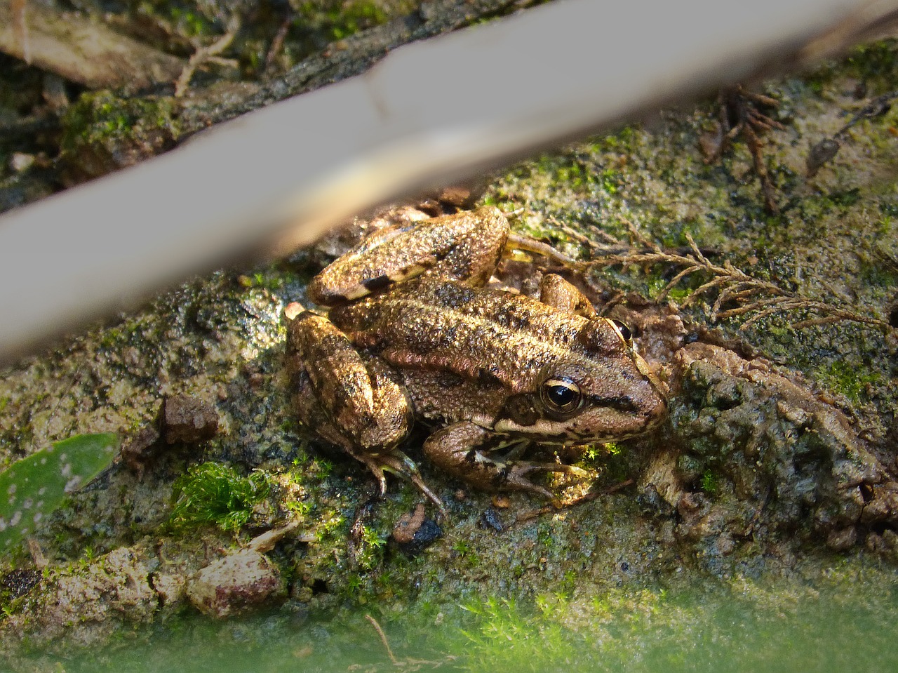 frog river algae free photo