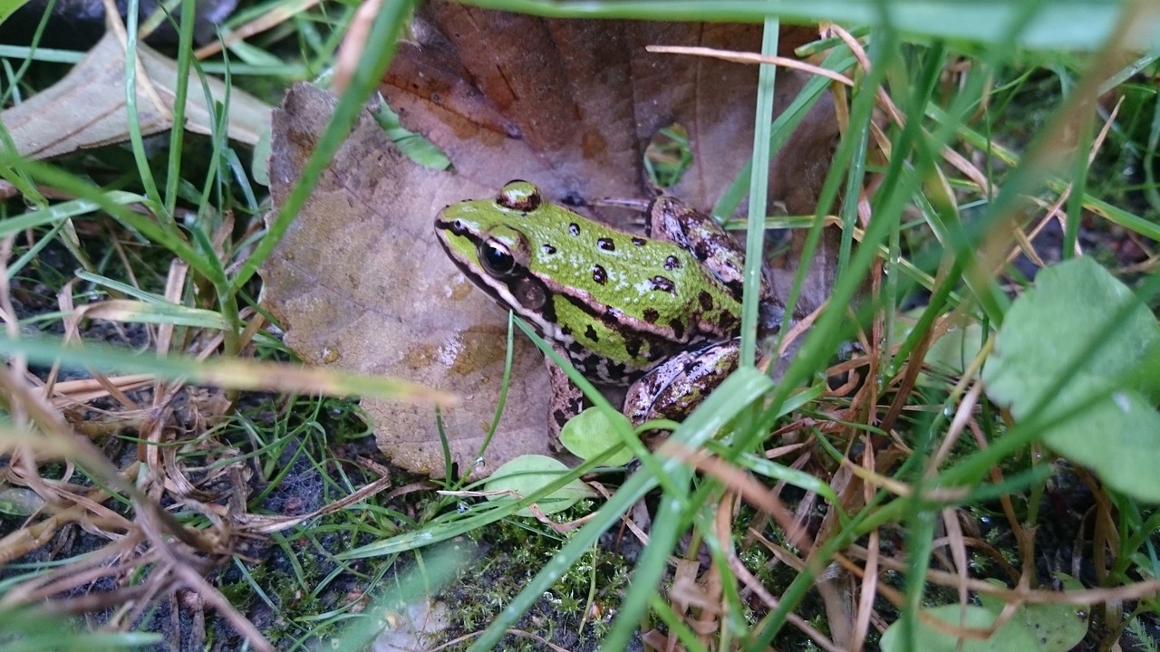 frog amphibians green free photo