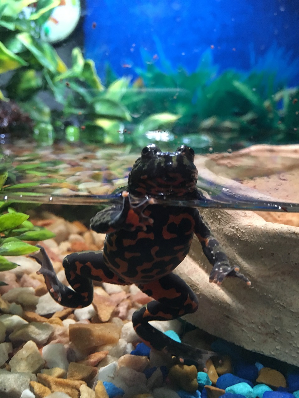 frog animal fire belly toad free photo
