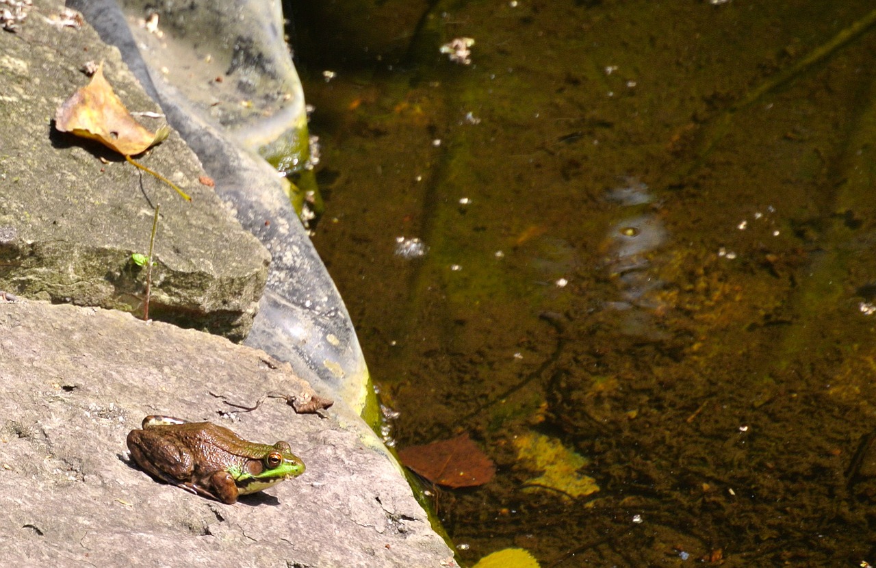 frog pond nature free photo