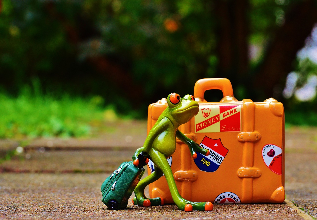 frog travel holiday free photo