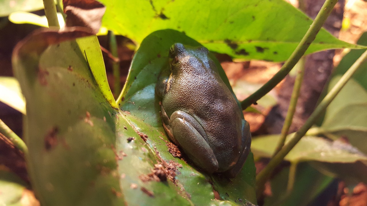 frog green leaf free photo