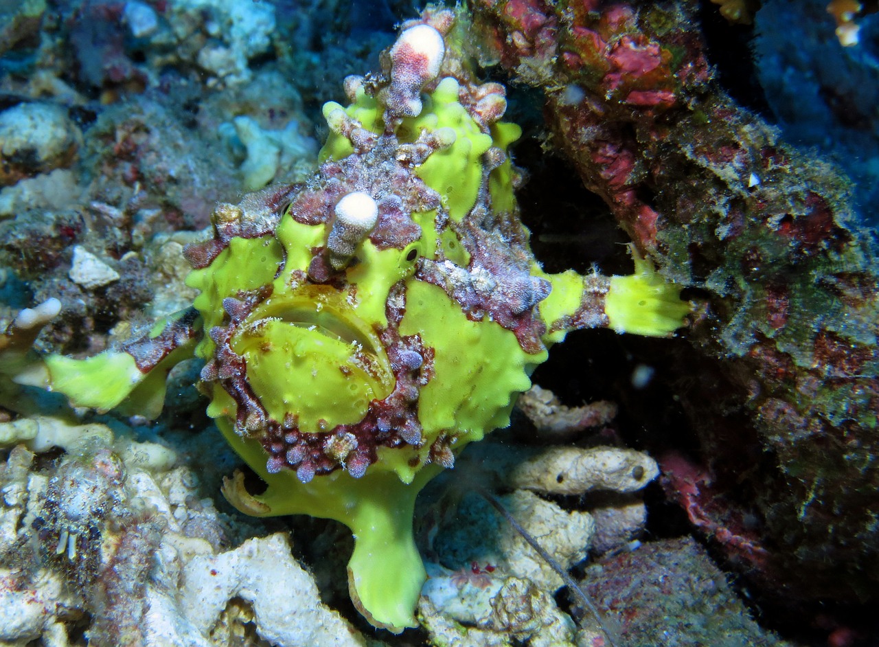 frog fish underwater scuba diving free photo