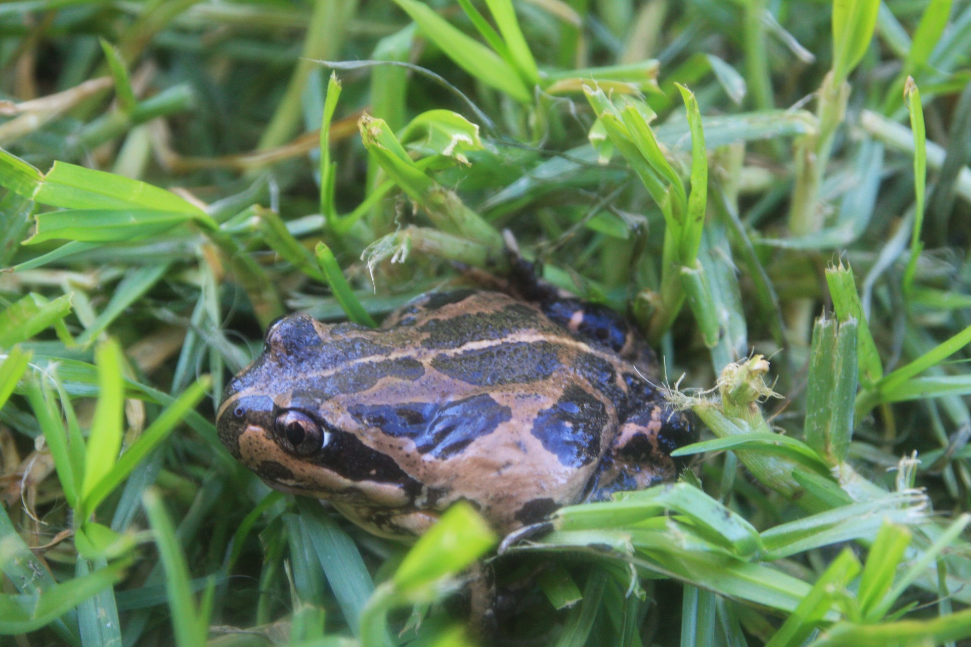 frog grass frog in grass free photo