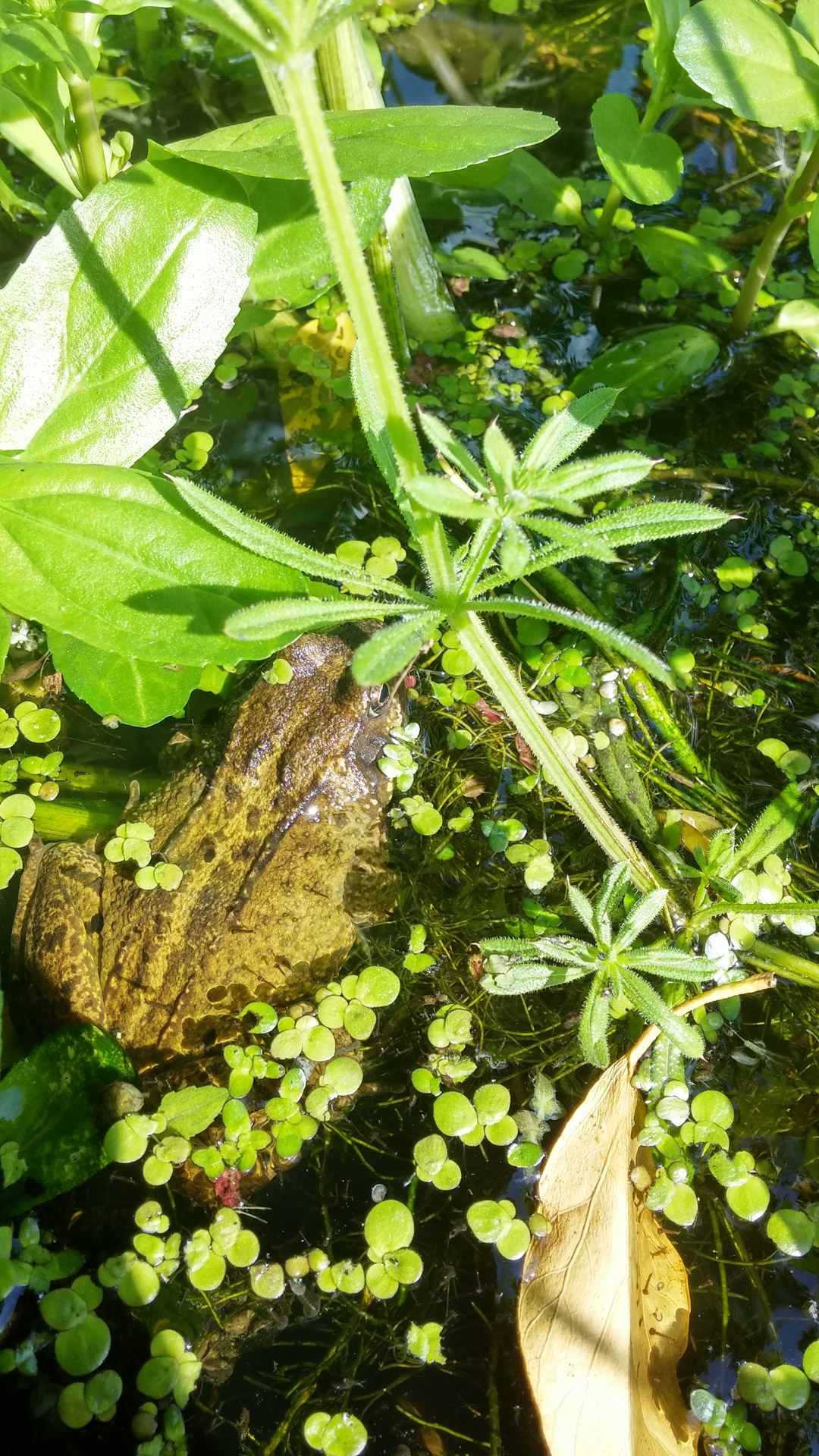 frog pond wildlife free photo