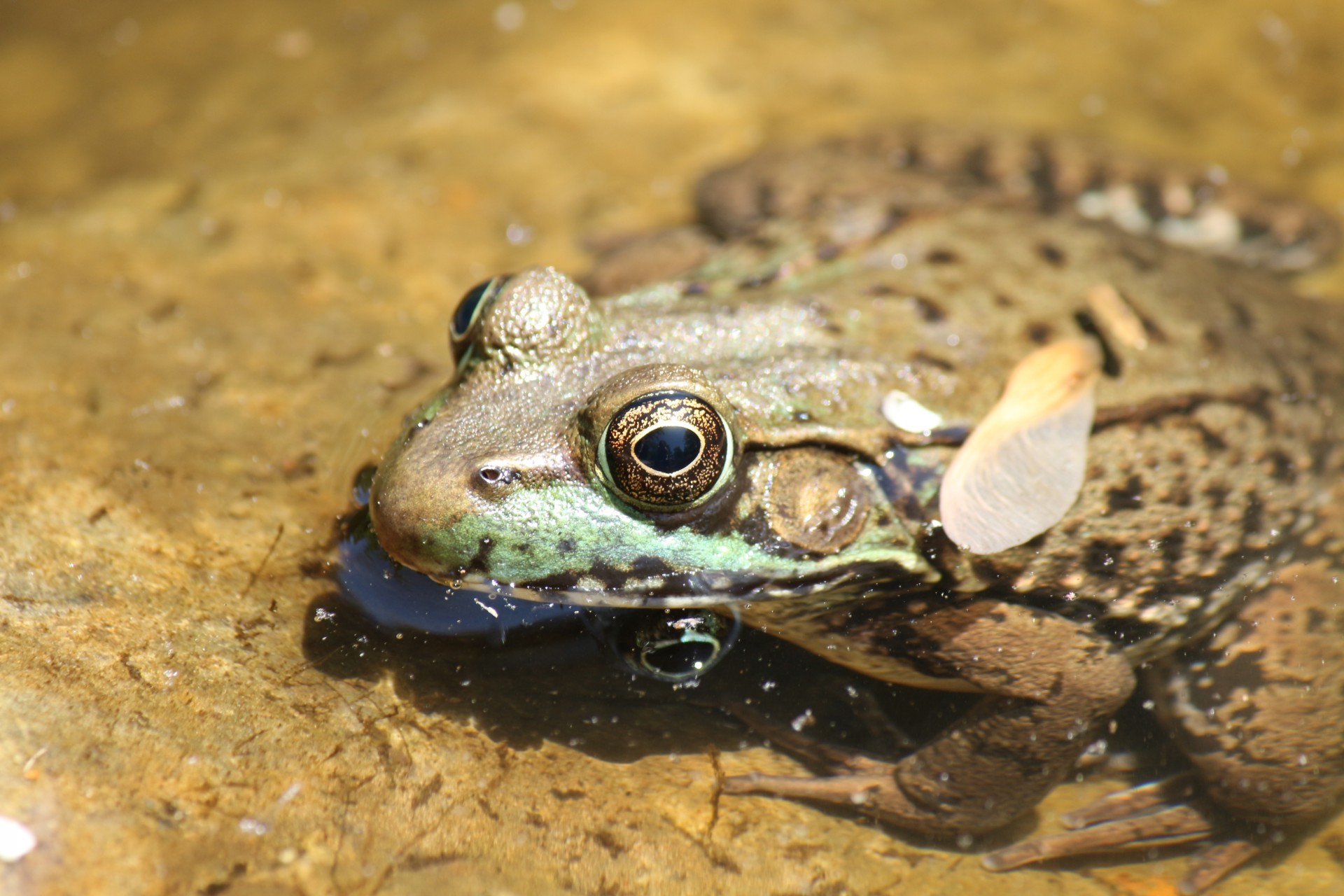 frog rana pond free photo