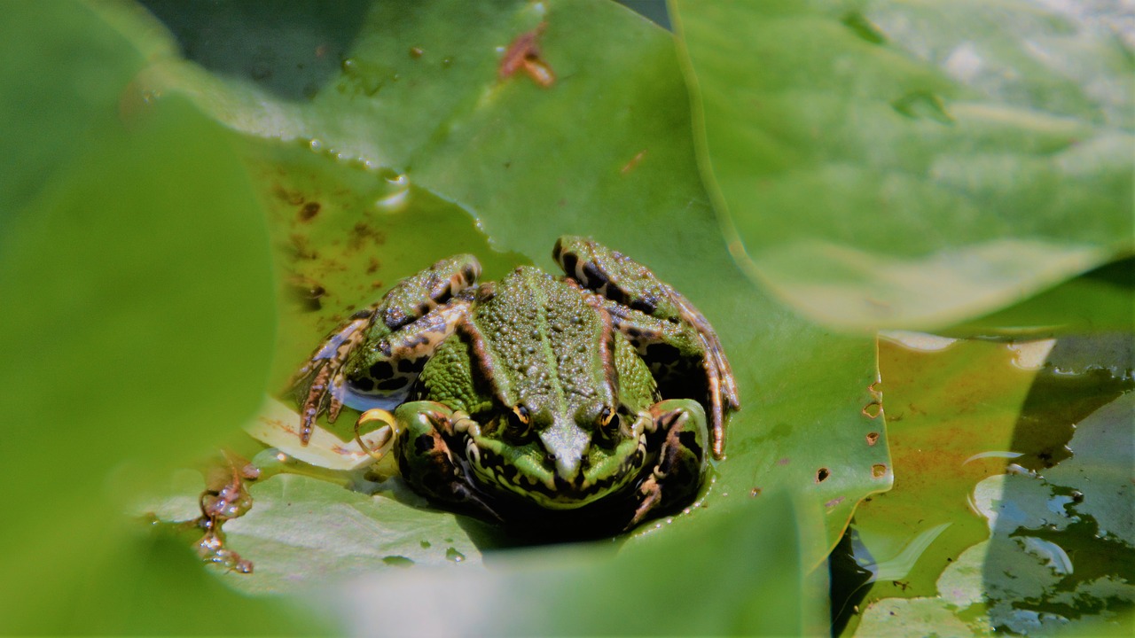 frog in the pond green frog nature free photo