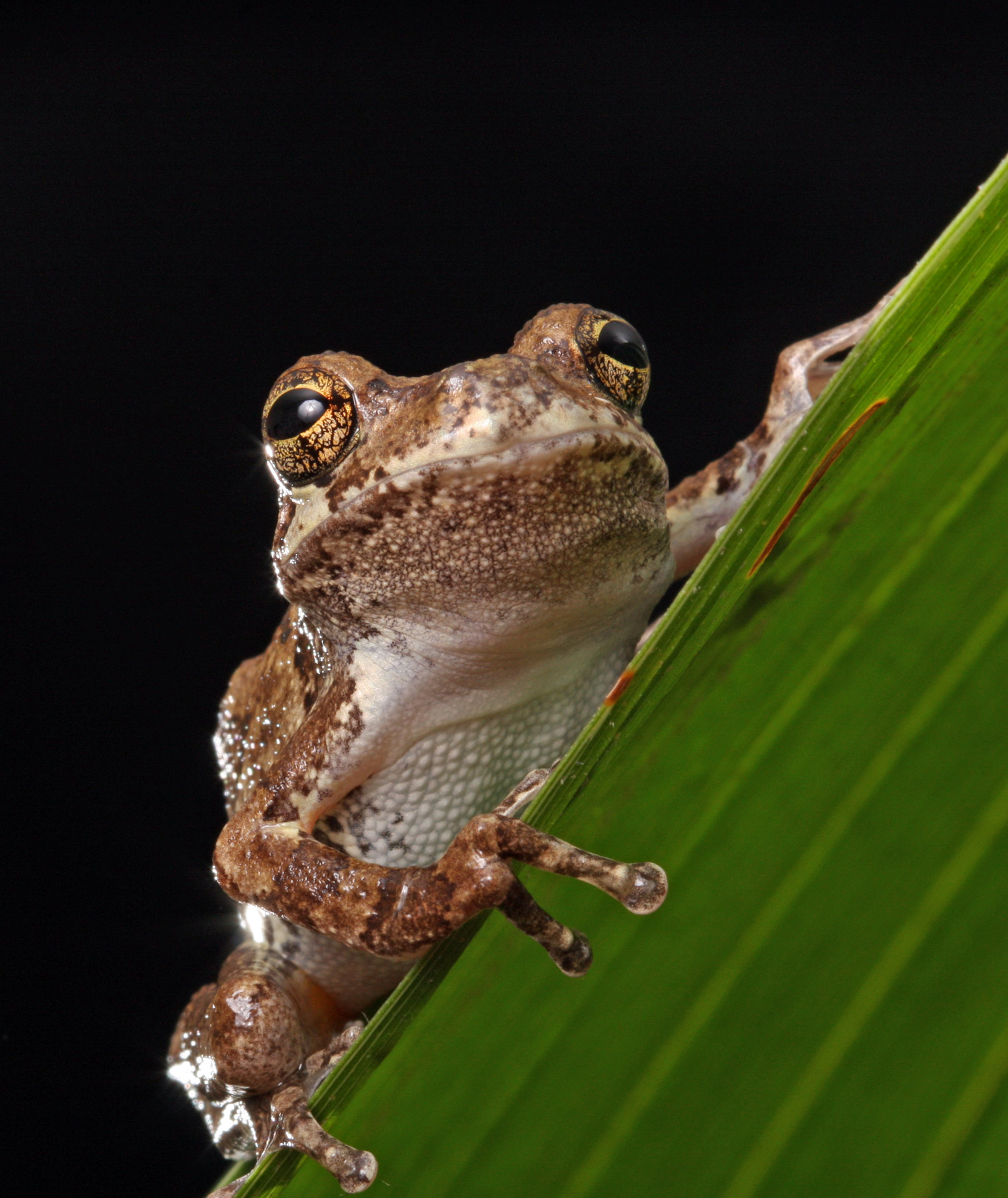 frog close-up portrait free photo