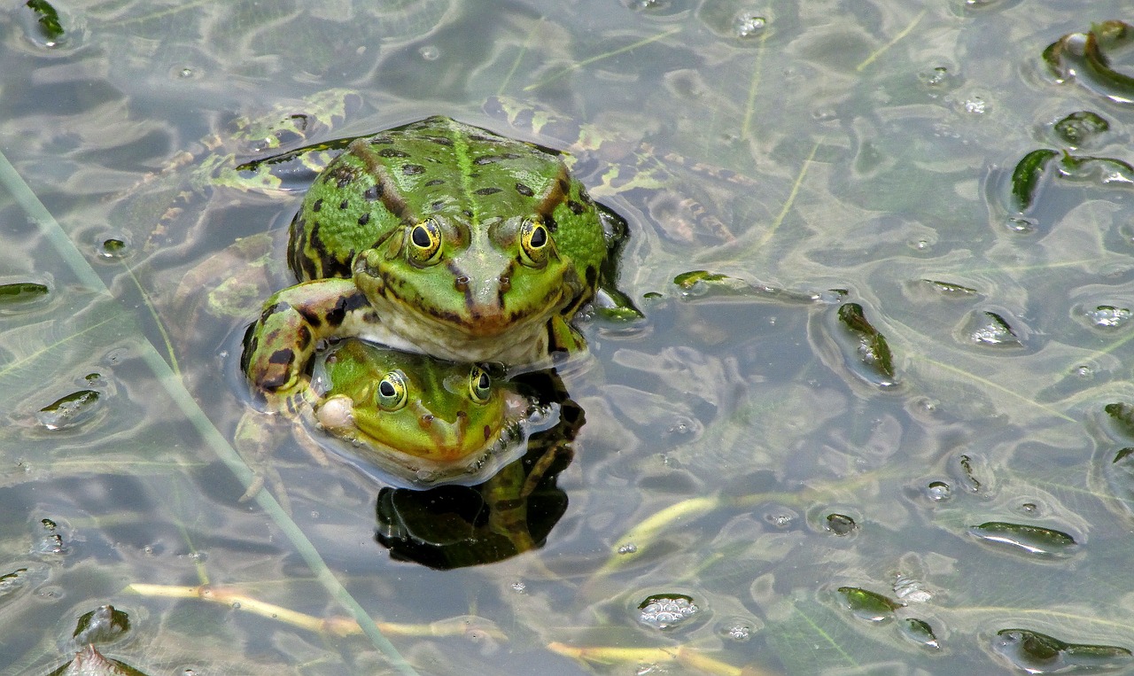 frog pond frog green free photo