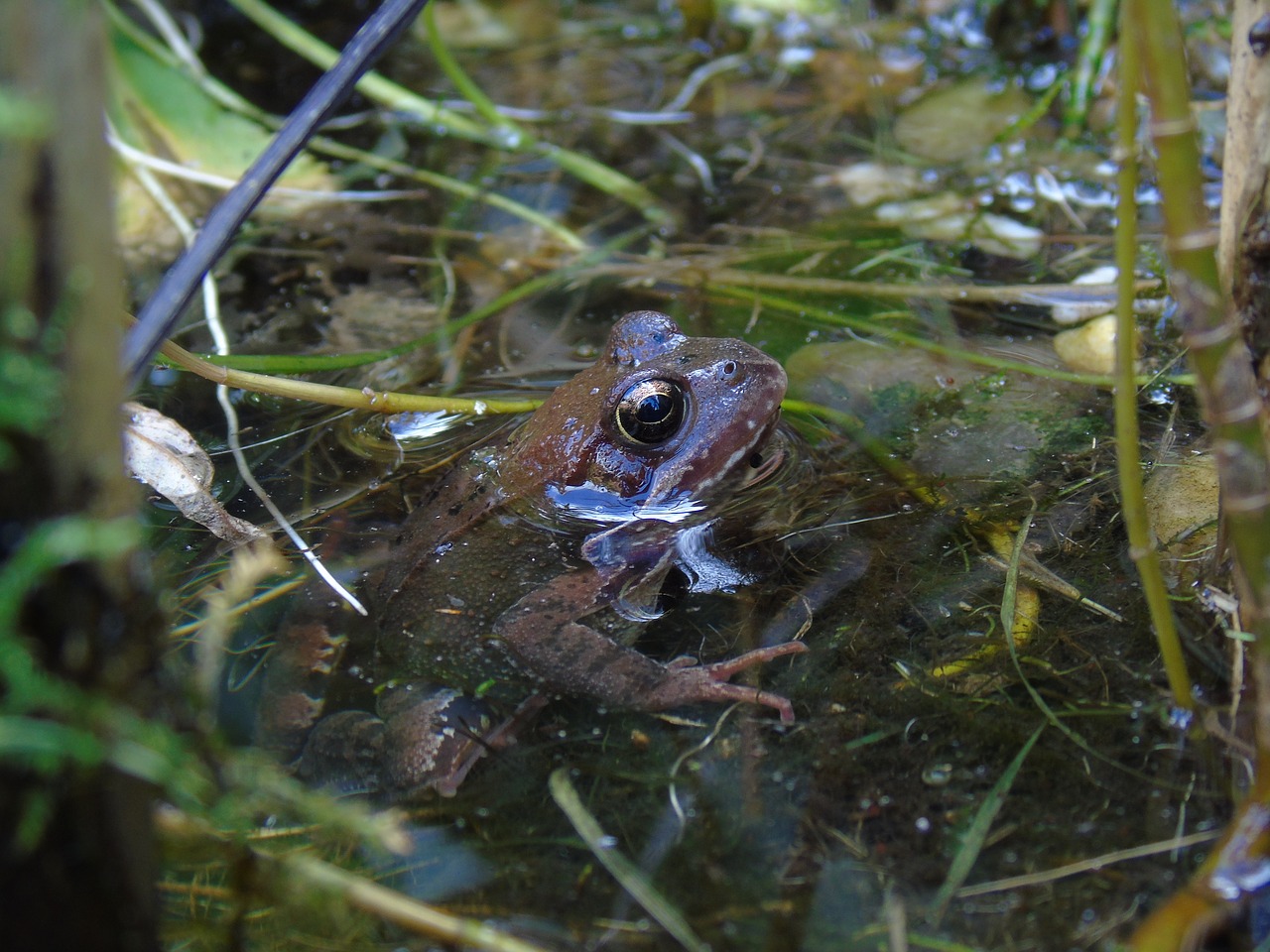 frog pond frog pond free photo