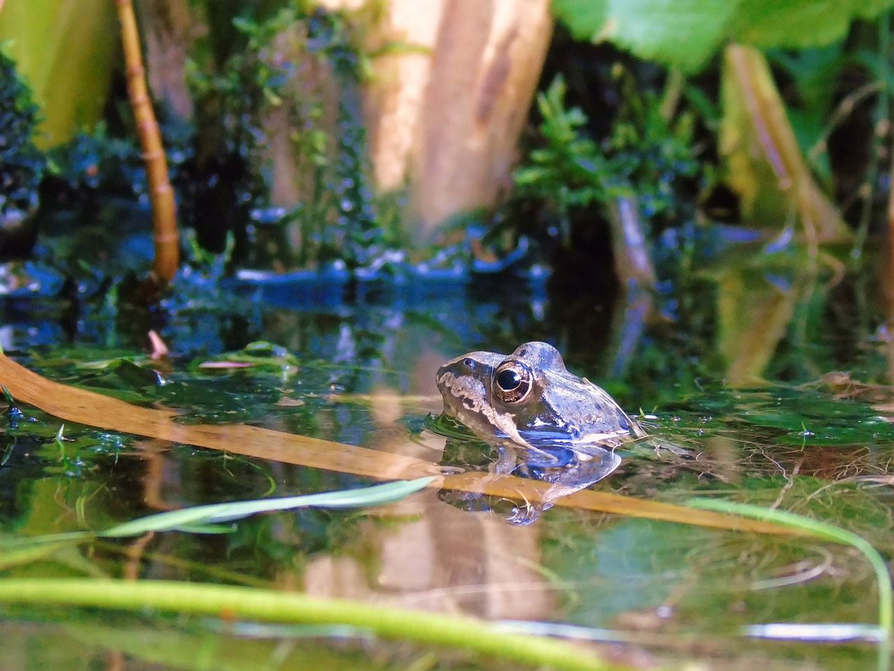 frog pond frog pond free photo