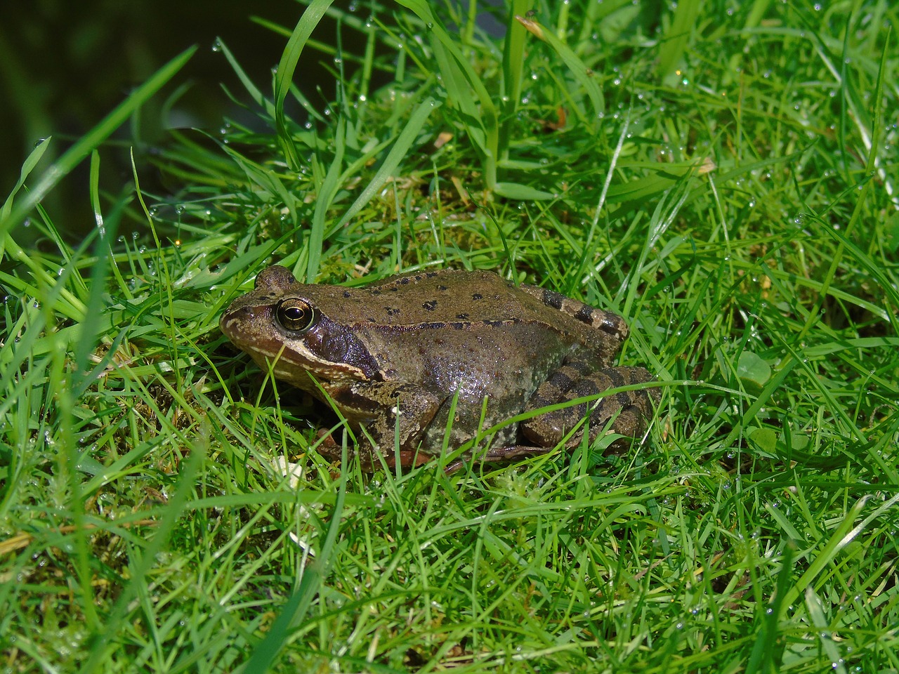 frog pond frog amphibian free photo