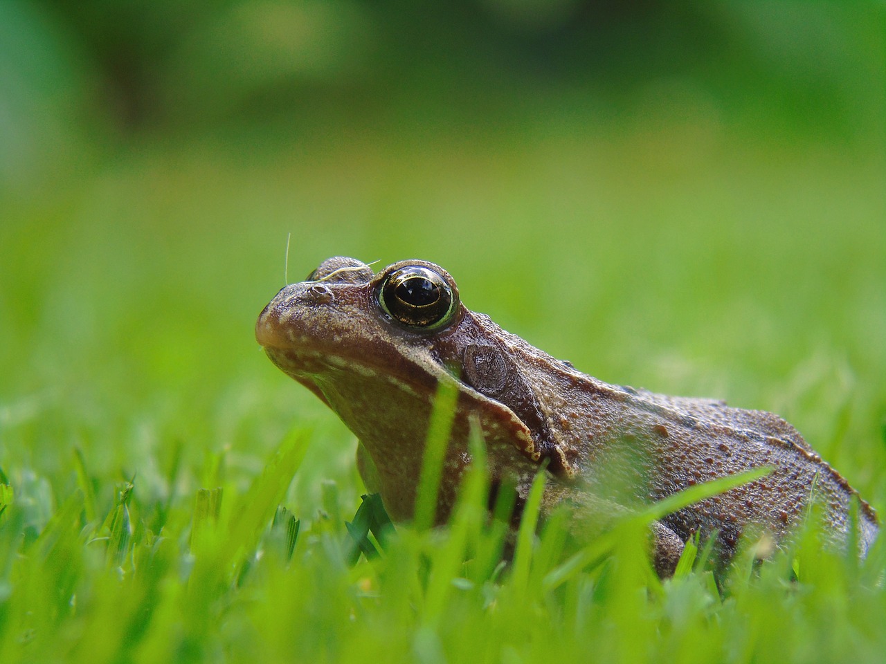 frog pond frog amphibian free photo