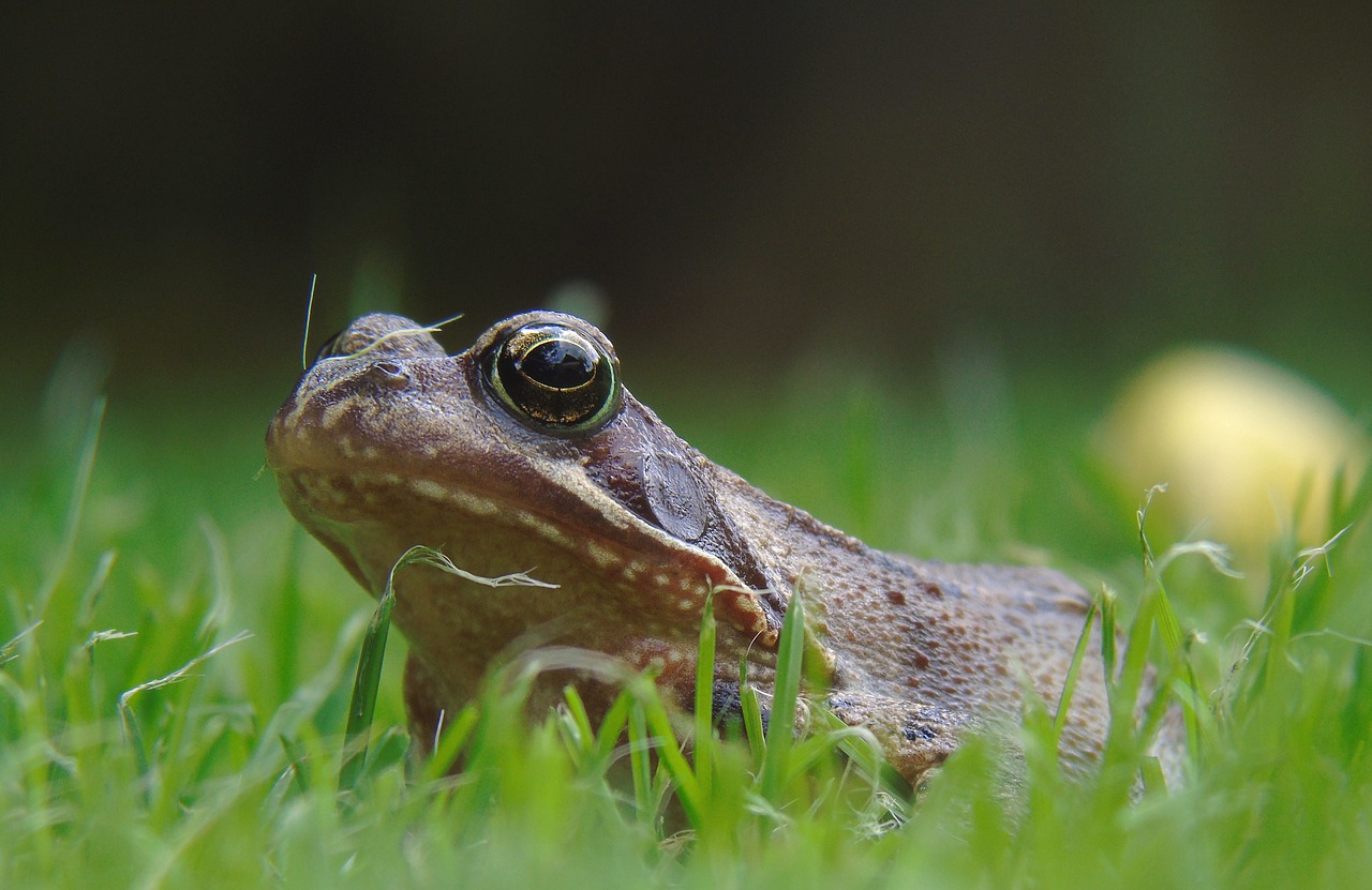 frog pond frog amphibian free photo