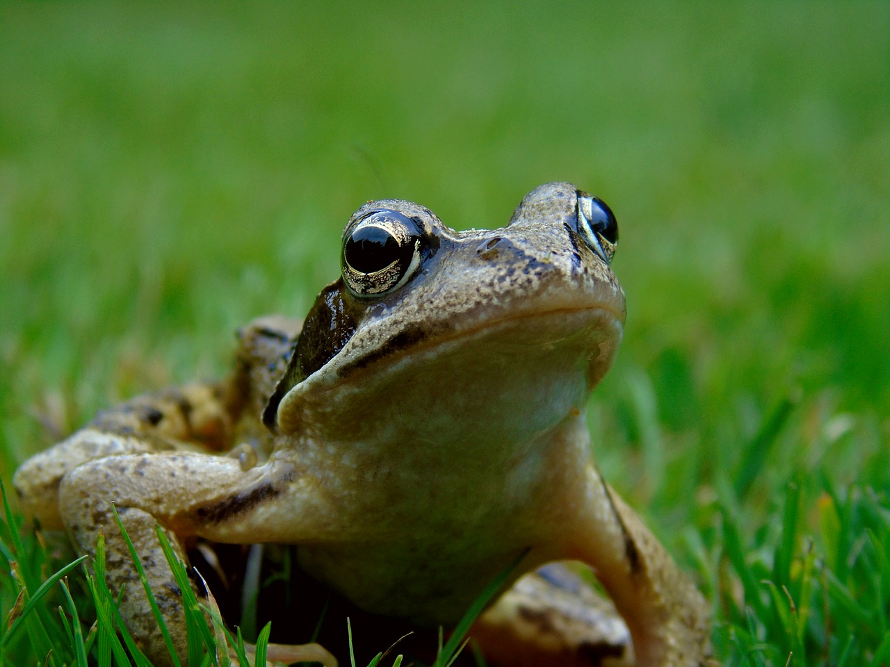 frog pond  frog  amphibian free photo