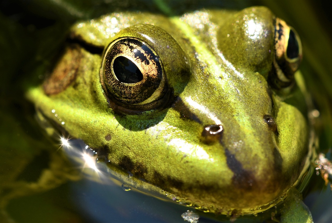 frog pond  nature  pond free photo