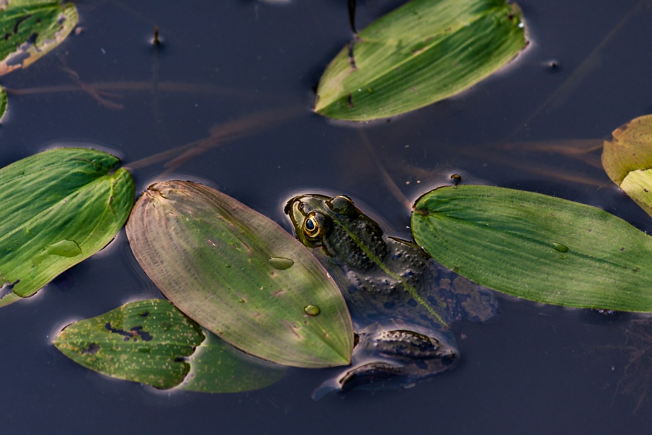 frog pond frog amphibian free photo