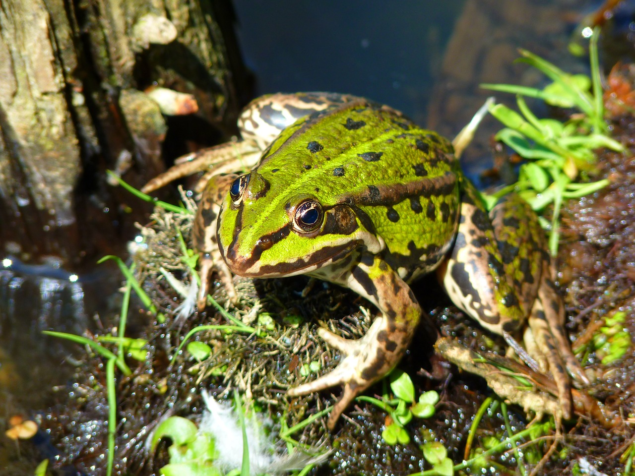frog pond frog amphibian free photo