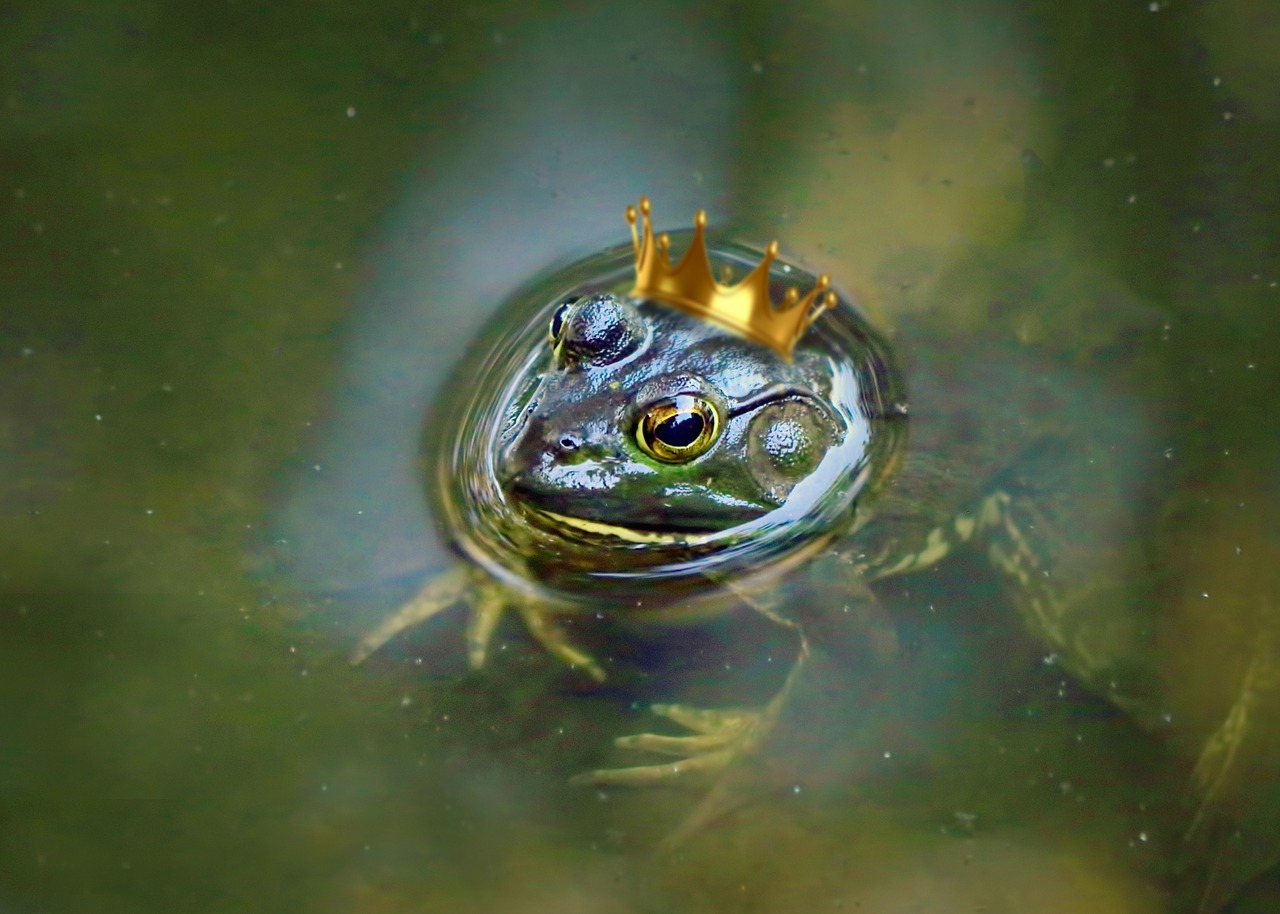 frog prince frog prince free photo