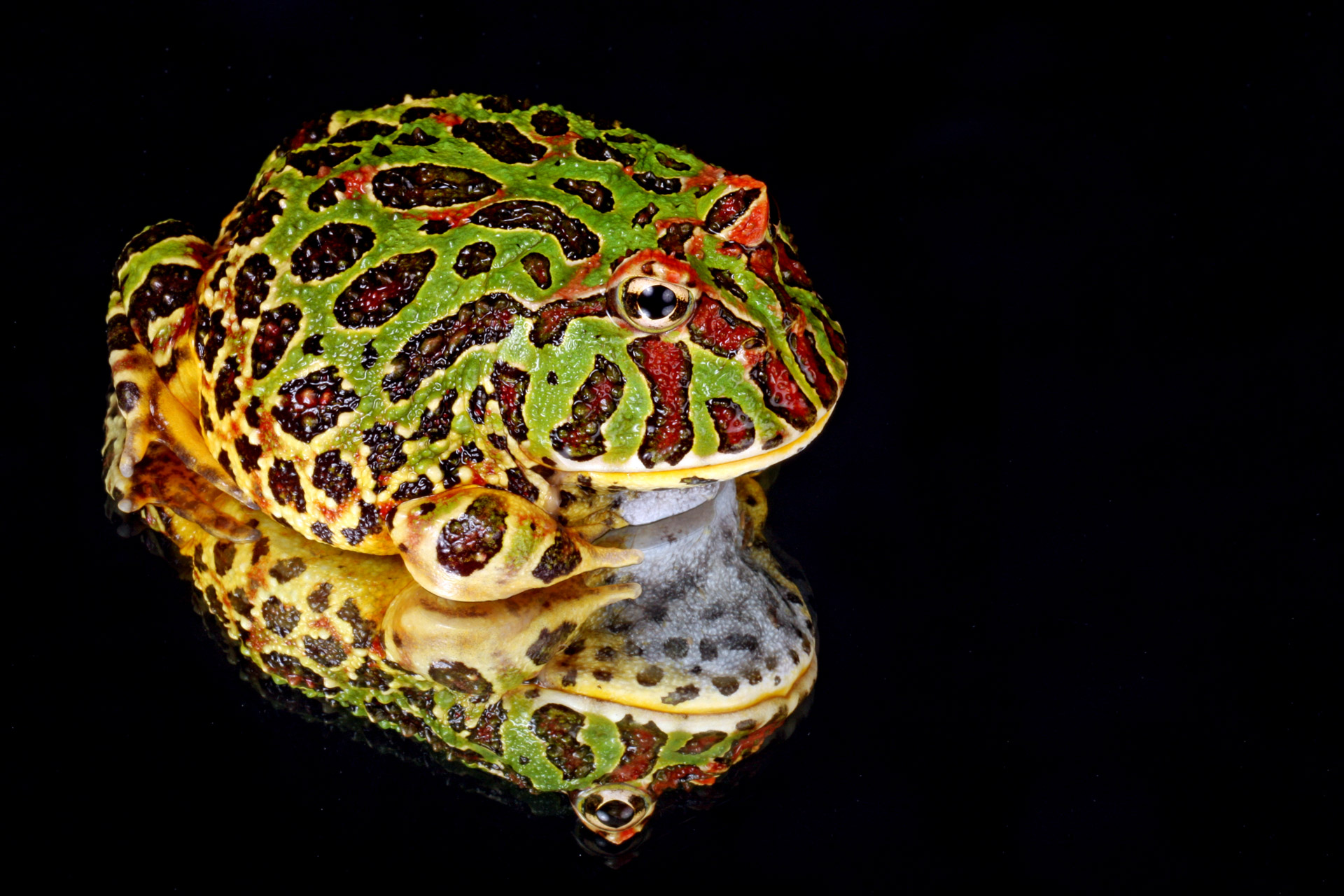 frog macro close-up free photo