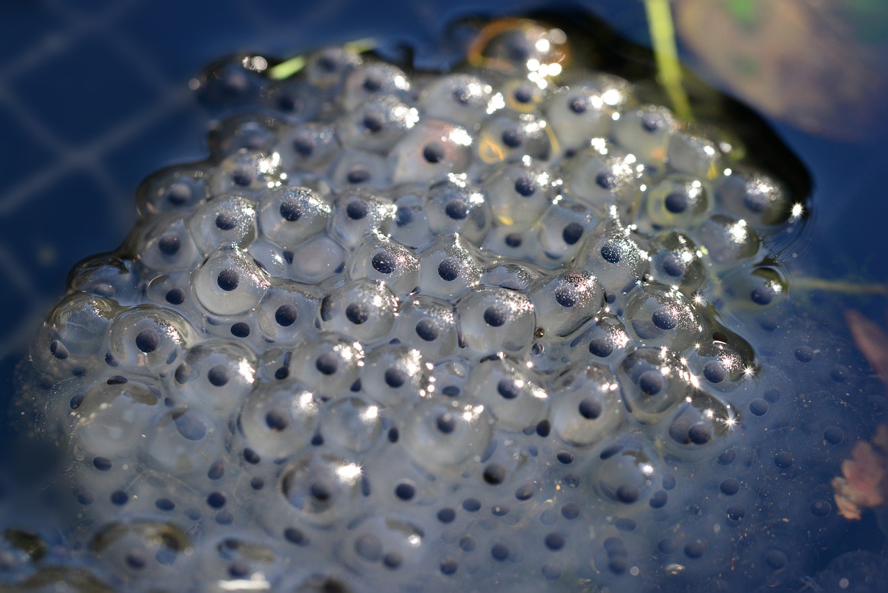 frog spawn eggs young free photo