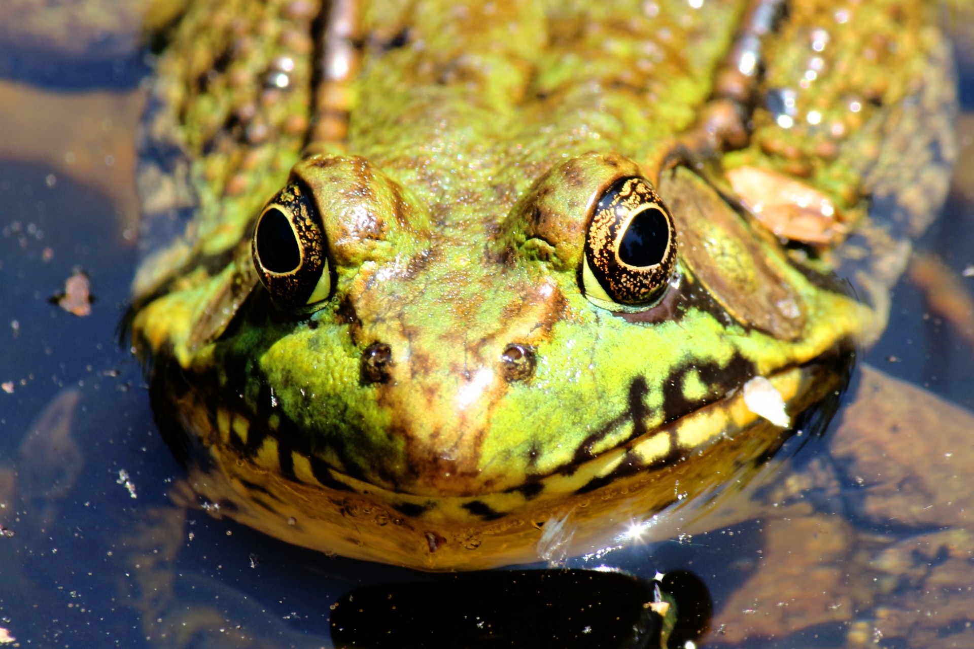 frog face portrait free photo