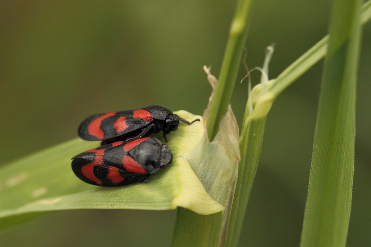 froghopper insect cicadas free photo