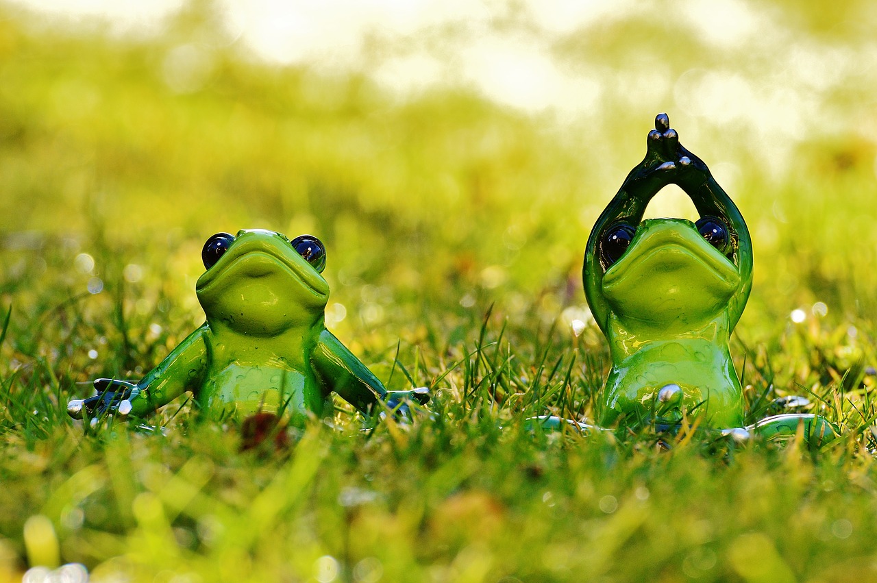 frogs yoga meadow free photo