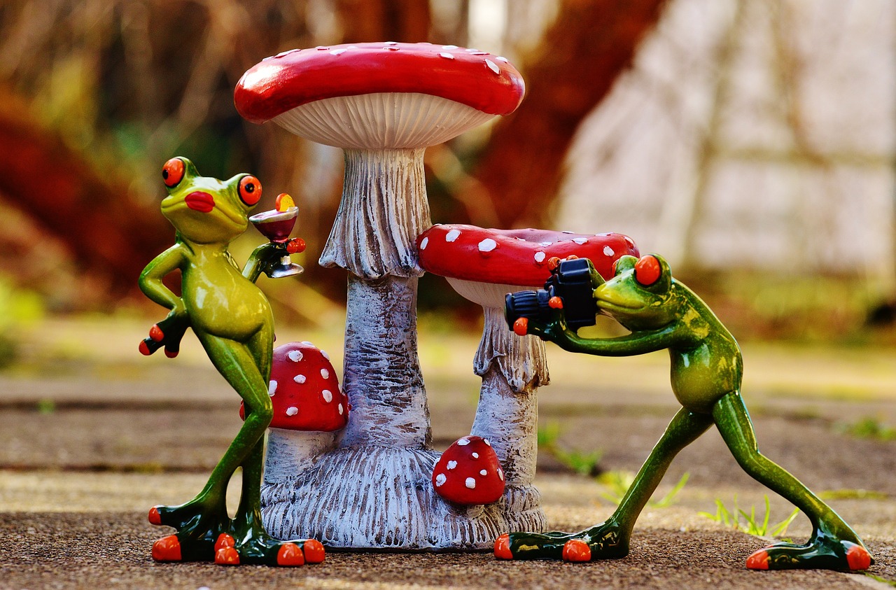 frogs photo shoot funny free photo