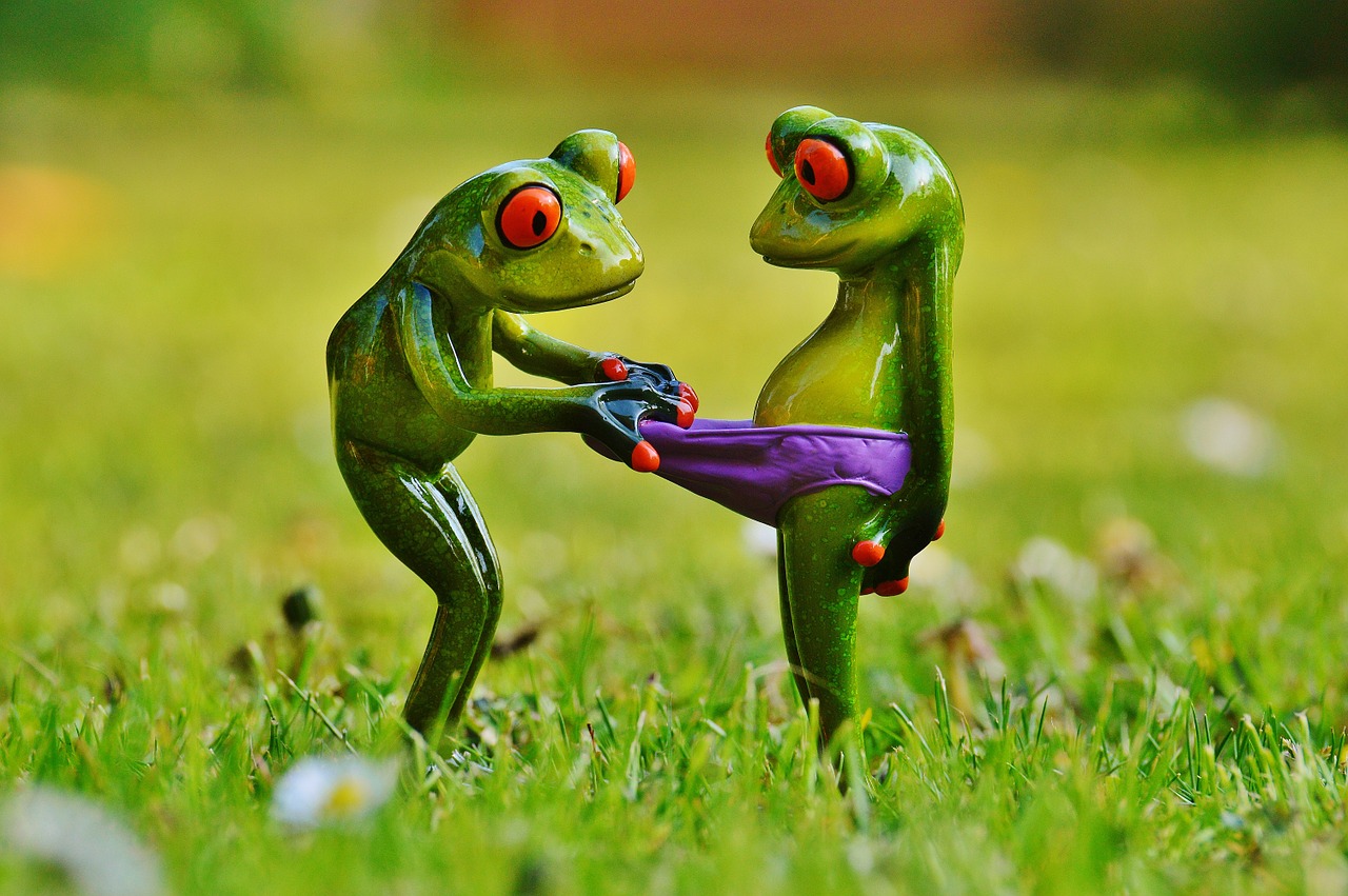 frogs funny curious free photo