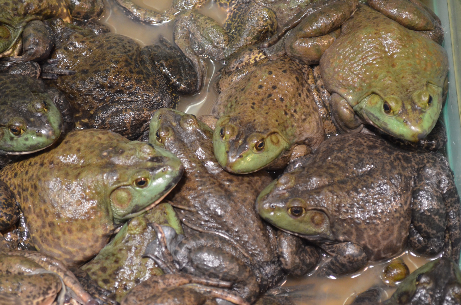 frog frogs amphibian free photo