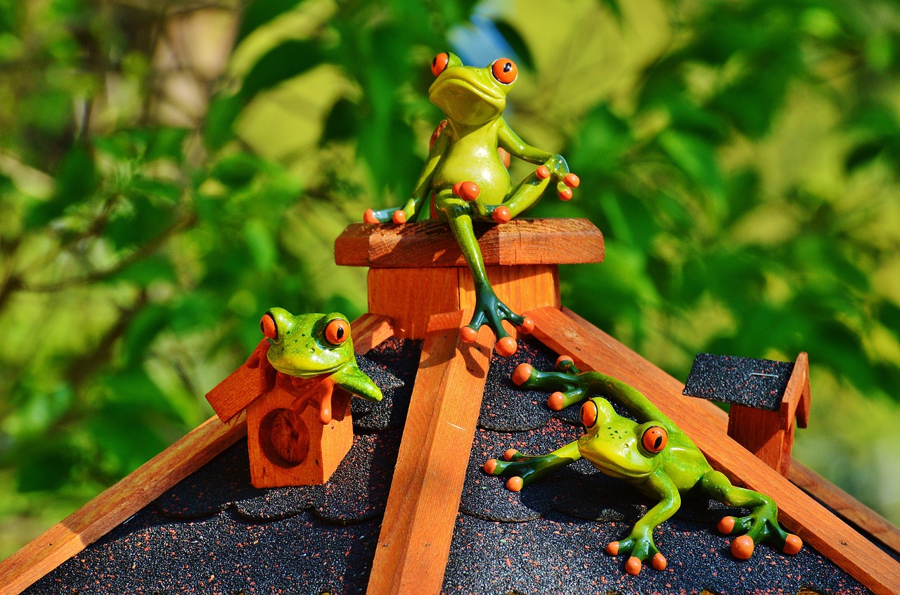 frogs home roof free photo