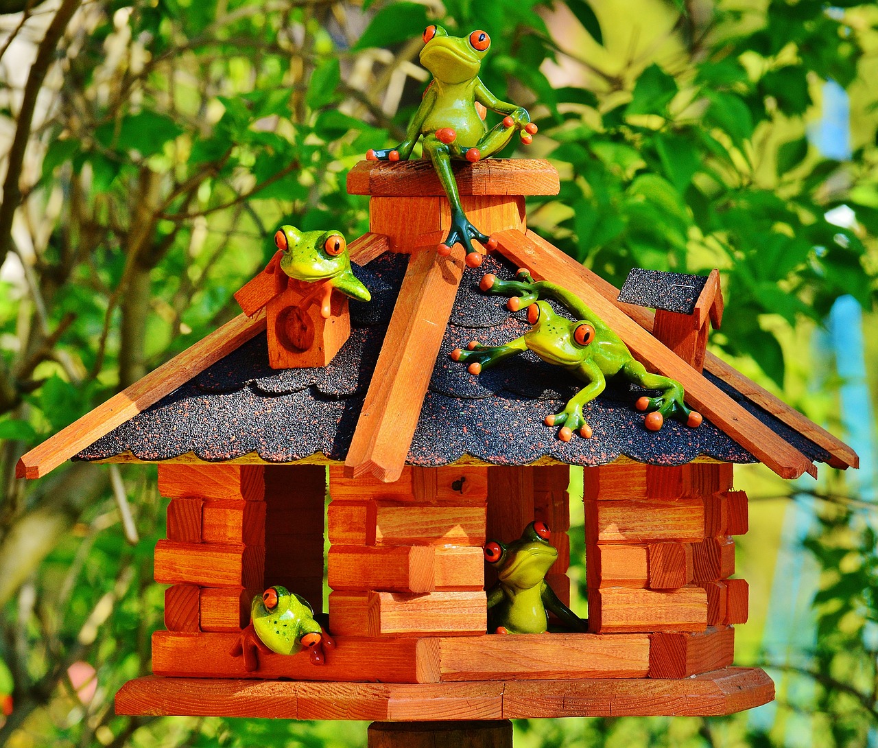 frogs home funny free photo