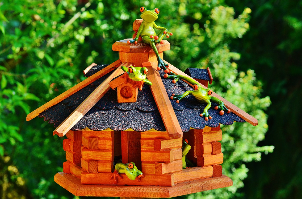 frogs home funny free photo