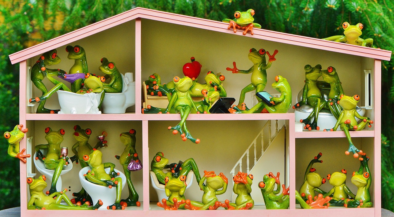 frogs funny home free photo