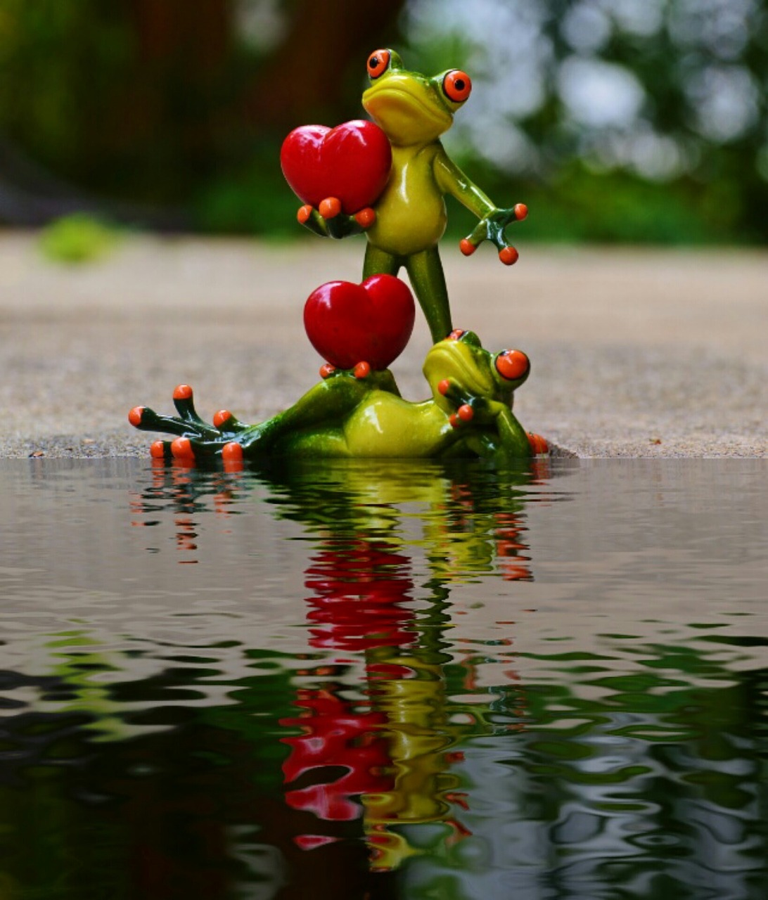 frogs pair love free photo