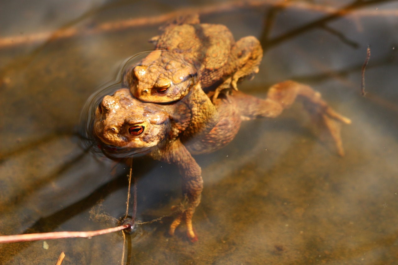 frogs lake pond free photo